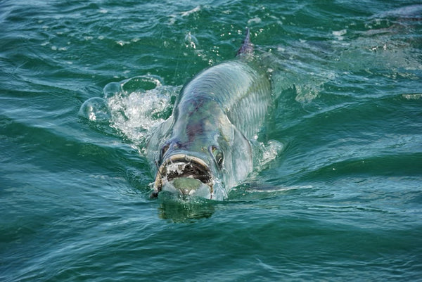 How to Fish for Tarpon in Tampa Bay with Ray Culver